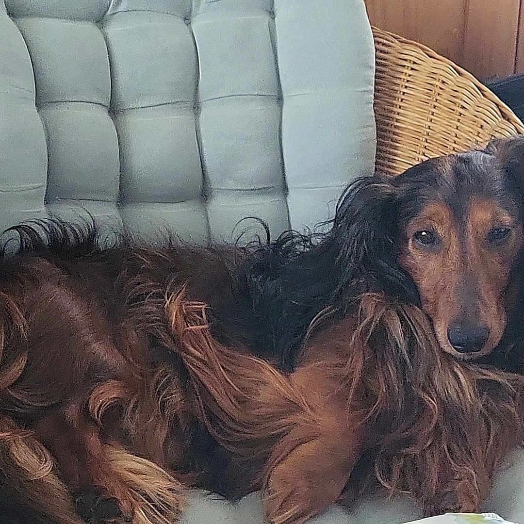 Caramel participe au concours pour gagner de l'argent avec cette photo : dog, dachshund, long_hair, wicker_chair, cushion, indoor, pet, resting, furniture, relaxed, brown, black_fur, animal, canine, household, cozy, portrait, laying_down, looking_at_camera, companion