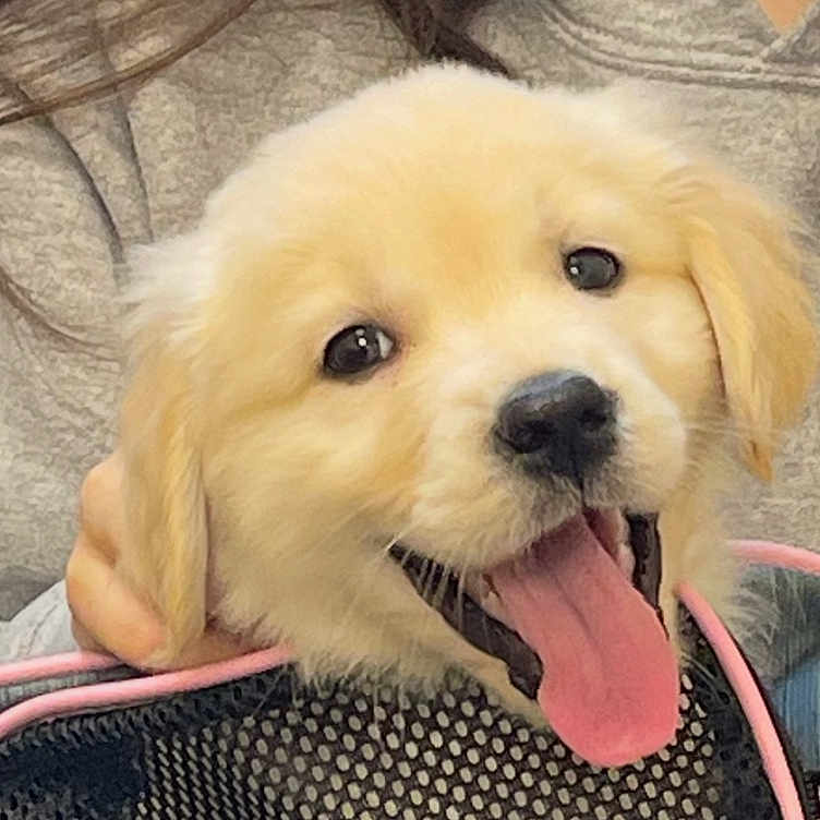 Harley is registered to the contest to win money with this photo: animal, canine, closeup, cute, dog, domestic_animal, fur, golden_retriever, gray_hoodie, happy, holding, indoor, mesh_carrier, person, pet, pet_carrier, puppy, smiling, tongue_out, young_dog