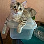 animal, cat, container, curious, domestic_animal, ears, feline, fur, indoor, kitten, looking, mat, paw, pet, plastic_box, relaxed, tabby, table, whiskers, young_cat