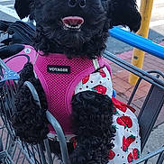 Blinkey is registered to the contest to win money with this photo: animal, black_dog, car, curly_fur, cute, daytime, dog, dress, fur, happy, harness, leash, metal_cart, outdoor, parking_lot, pet, pink_harness, shopping_cart, strawberry_pattern, tongue_out