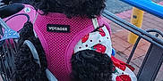Blinkey is registered to the contest to win money with this photo: animal, black_dog, car, curly_fur, cute, daytime, dog, dress, fur, happy, harness, leash, metal_cart, outdoor, parking_lot, pet, pink_harness, shopping_cart, strawberry_pattern, tongue_out