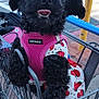 animal, black_dog, car, curly_fur, cute, daytime, dog, dress, fur, happy, harness, leash, metal_cart, outdoor, parking_lot, pet, pink_harness, shopping_cart, strawberry_pattern, tongue_out