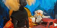 Blinkey is registered to the contest to win money with this photo: animal, black_dog, blue_backdrop, costume, cute, dog, festive, fluffy_ears, fluffy_paws, halloween, holiday, indoor, orange_decorations, pet, pumpkin, scarecrow, sitting, small_dog, stuffed_doll, toy_truck