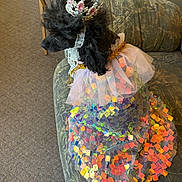 Blinkey is registered to the contest to win money with this photo: dog, poodle, black_dog, crown, dress, iridescent, sequins, costume, pet, indoor, couch, furniture, carpet, portrait, animal, cute, fashion, accessory, sitting, decor