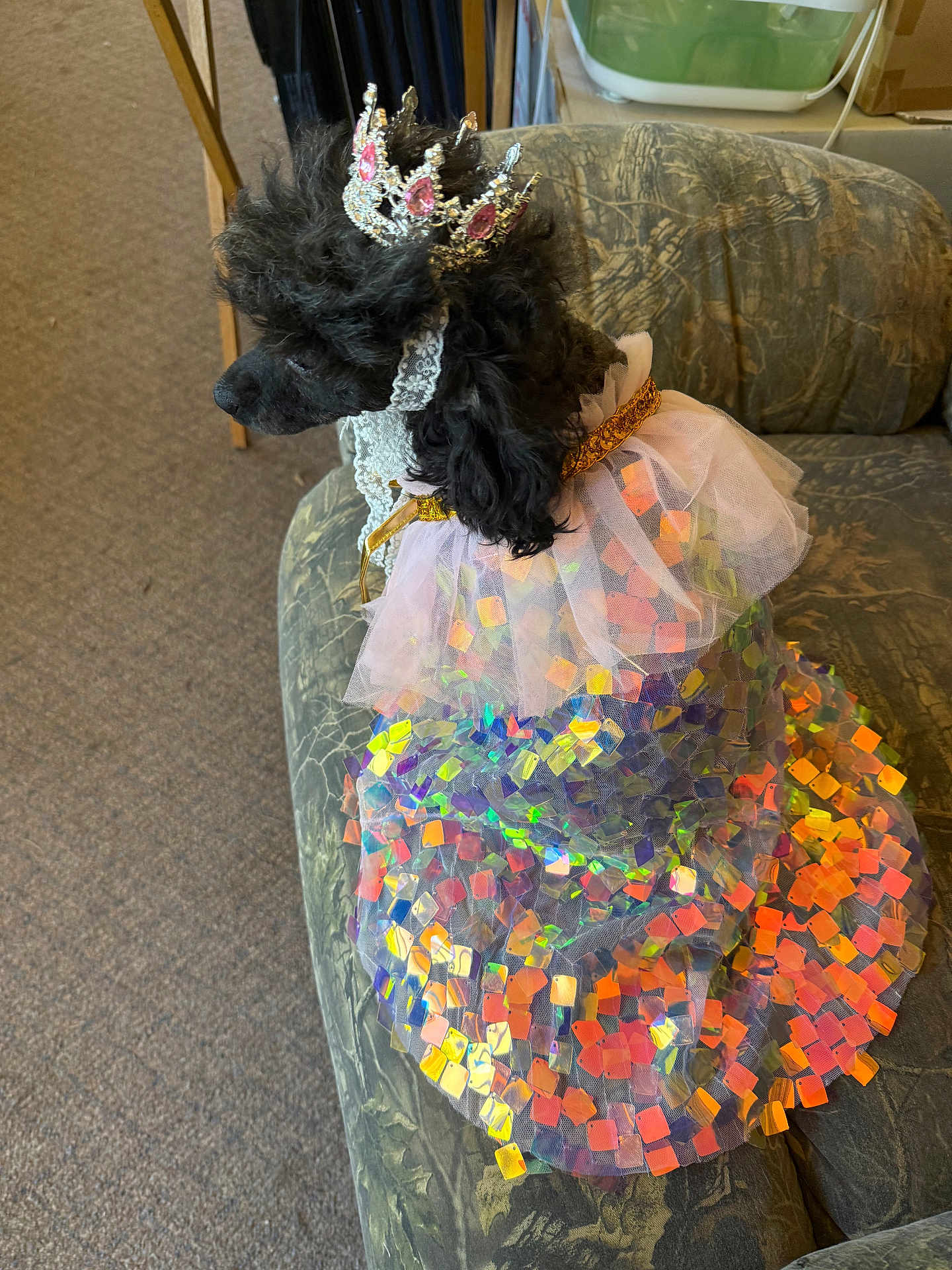 Blinkey is registered to the contest to win money with this photo: dog, poodle, black_dog, crown, dress, iridescent, sequins, costume, pet, indoor, couch, furniture, carpet, portrait, animal, cute, fashion, accessory, sitting, decor
