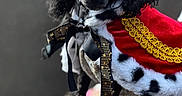 Blinkey joined the competition — help win amazing prizes! adorable, animal, black_dog, black_fur, bracelet, cape, closeup, costume, curly_fur, cute, dog, hand, pet, pet_portrait, poodle, portrait, ribbon, royal, watch, winking