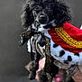 Blinkey joined the competition — help win amazing prizes! adorable, animal, black_dog, black_fur, bracelet, cape, closeup, costume, curly_fur, cute, dog, hand, pet, pet_portrait, poodle, portrait, ribbon, royal, watch, winking