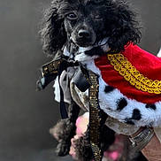 Blinkey is registered to the contest to win money with this photo: adorable, animal, black_dog, black_fur, bracelet, cape, closeup, costume, curly_fur, cute, dog, hand, pet, pet_portrait, poodle, portrait, ribbon, royal, watch, winking