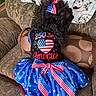 american_flag, animal, black_dog, blanket, blue_skirt, bow, celebration, costume, couch, decor, dog, dress, fur, holiday, indoor, patriotic, pet, red_white_blue, sitting, stars