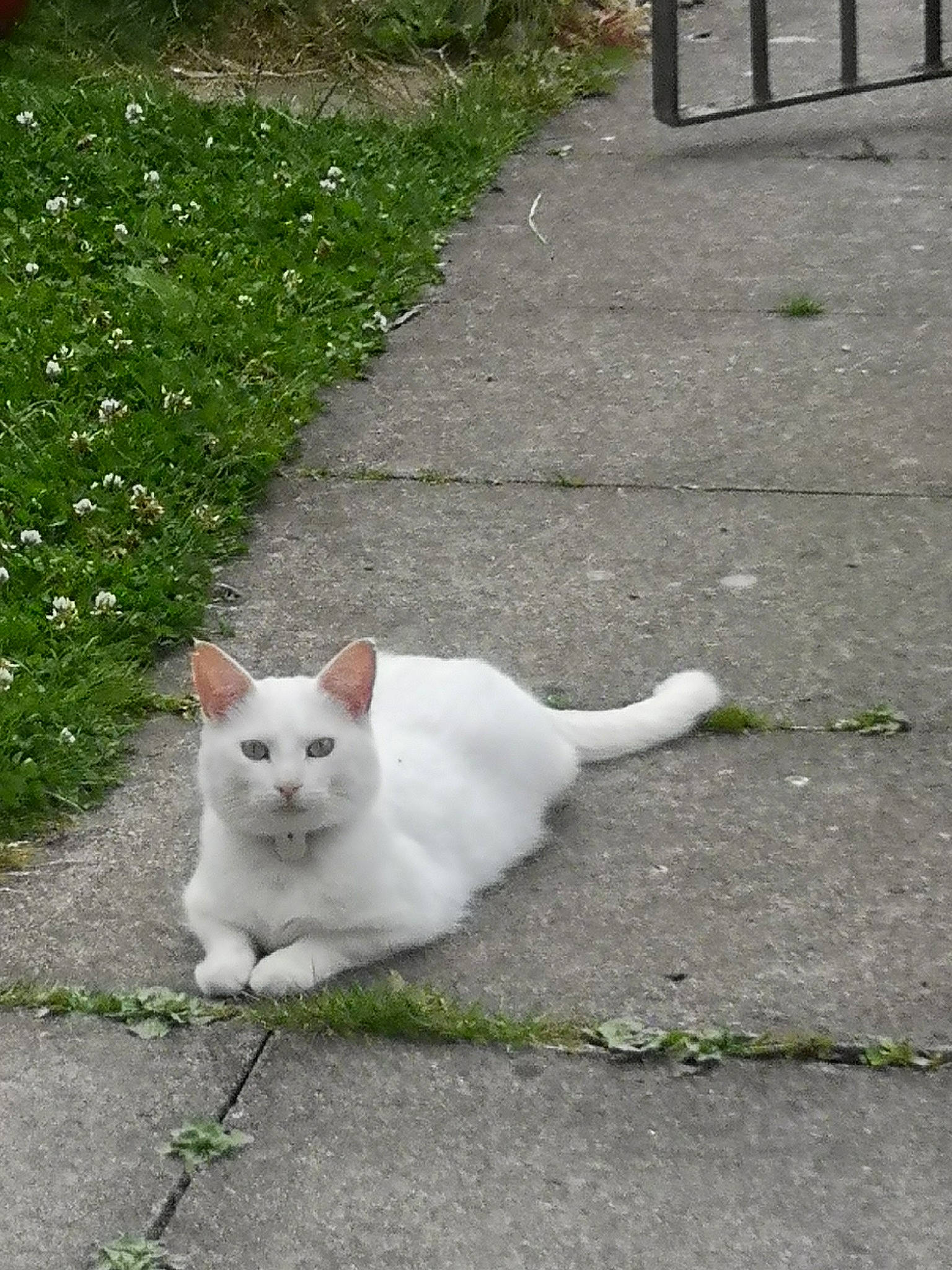 Harry joined the competition — help win amazing prizes! art, asphalt, carnivore, cat, curb, domestic_short_haired_cat, eye, felidae, fur, grass, line, paw, plant, road, road_surface, sidewalk, small_to_medium_sized_cats, snout, tail, whiskers