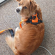 Fancy joined the competition — help win amazing prizes! dog, orange_harness, carpet, balcony, railing, fur, pet, leash, outdoor, resting, canine, looking_back, tail, brown_fur, white_markings, close_up, domestic_animal, companion, relaxed, fluffy