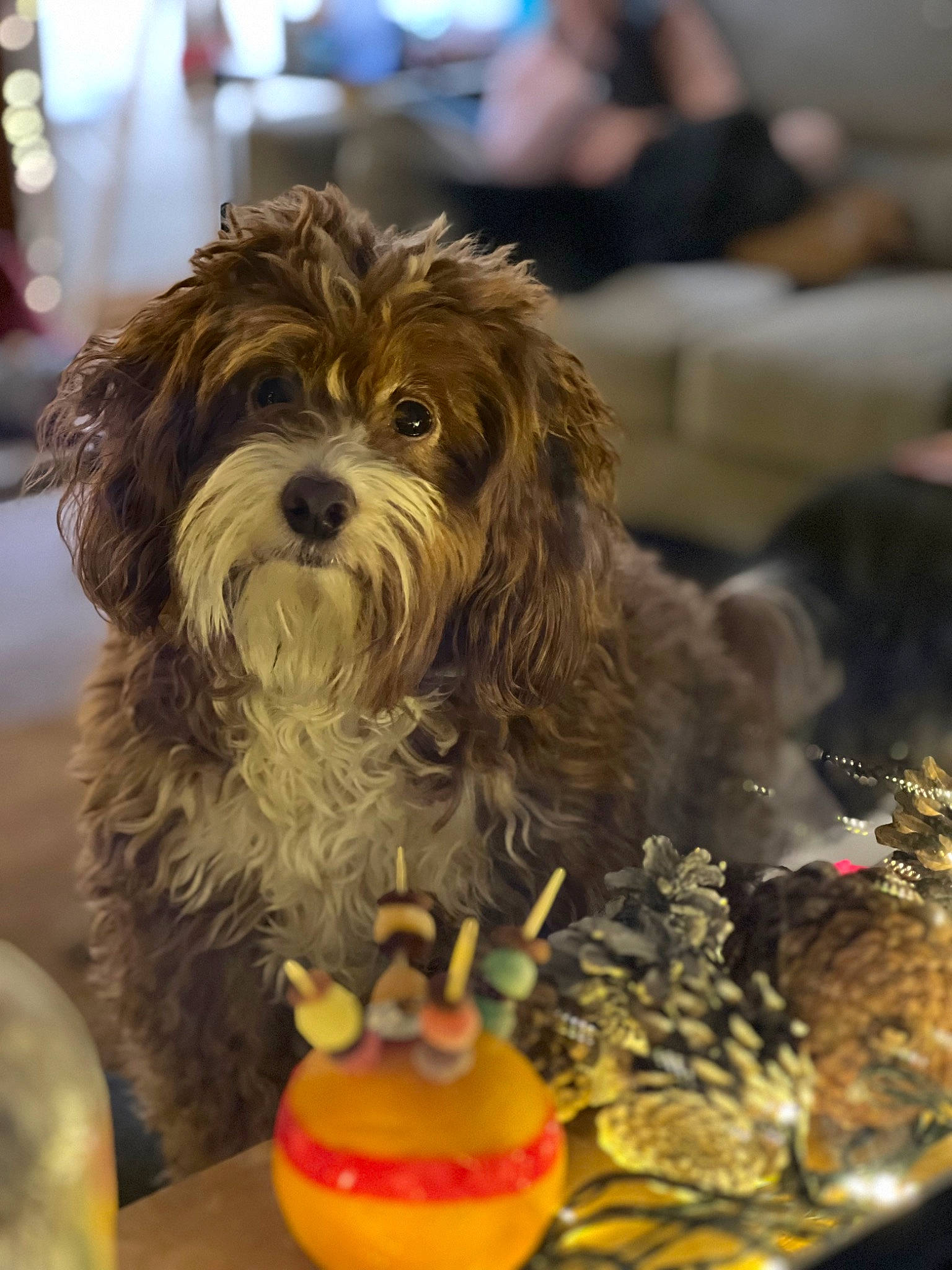 Amber is registered to the contest to win money with this photo: canidae, carnivore, companion_dog, conformation_show, dog, dog_breed, dog_supply, event, fur, liver, pet_food, poodle_crossbreed, puppy_love, small_terrier, sporting_group, tableware, terrier, toy, toy_dog, working_animal