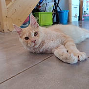 Arlo a rejoint le concours — aidez-le/la à gagner de superbes lots ! animal, cat, cozy, cream_colored, curious, domestic, ears, feline, floor, fluffy, home, household, indoor, lying_down, paws, pet, relaxed, tile_floor, whiskers, wooden_stairs