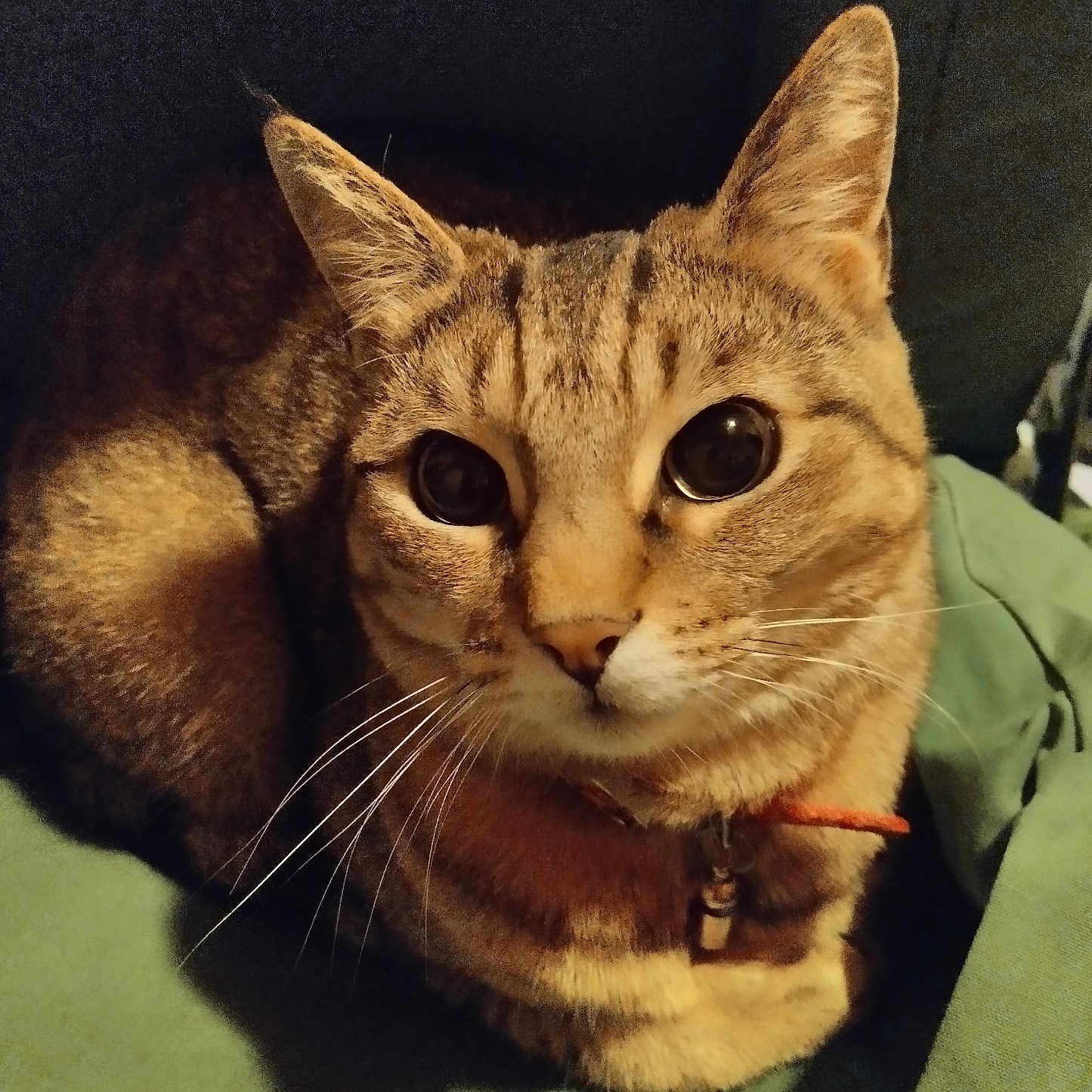 Finette participe au concours pour gagner de l'argent avec cette photo : animal, cat, close_up, collar, curious, cute, domestic_animal, ears, eyes, feline, fur, indoor, pet, portrait, relaxed, sitting, sleepy, soft_lighting, tabby_cat, whiskers