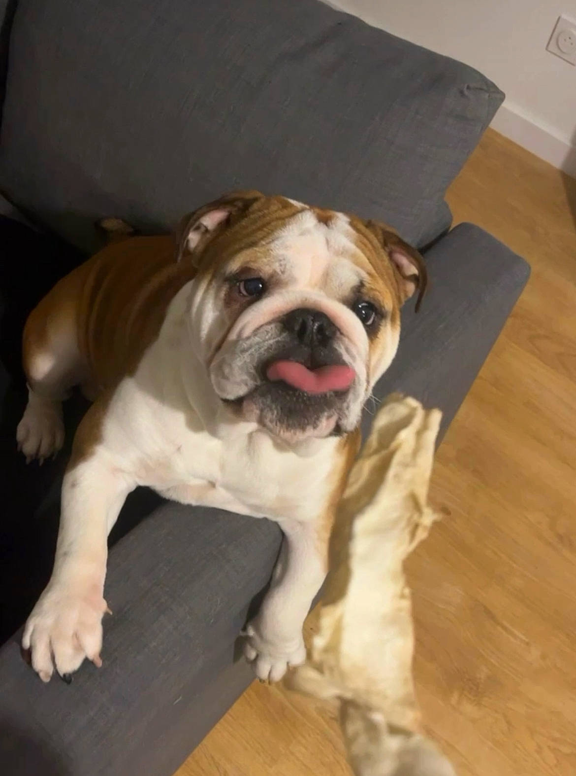 Guts participe au concours pour gagner de l'argent avec cette photo : bulldog, canidae, carnivore, comfort, companion_dog, dog, dog_breed, fawn, flooring, fur, hardwood, laminate_flooring, paw, snout, sporting_group, toy_dog, wood, wood_flooring, working_animal, wrinkle