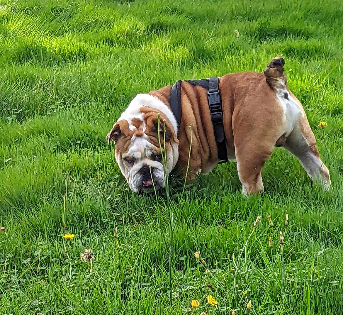 Guts a rejoint le concours — aidez-le/la à gagner de superbes lots ! australian_bulldog, bulldog, canidae, carnivore, collar, companion_dog, dog, dog_breed, dog_collar, dog_supply, fawn, grass, grassland, groundcover, leash, plant, snout, sporting_group, working_animal, wrinkle