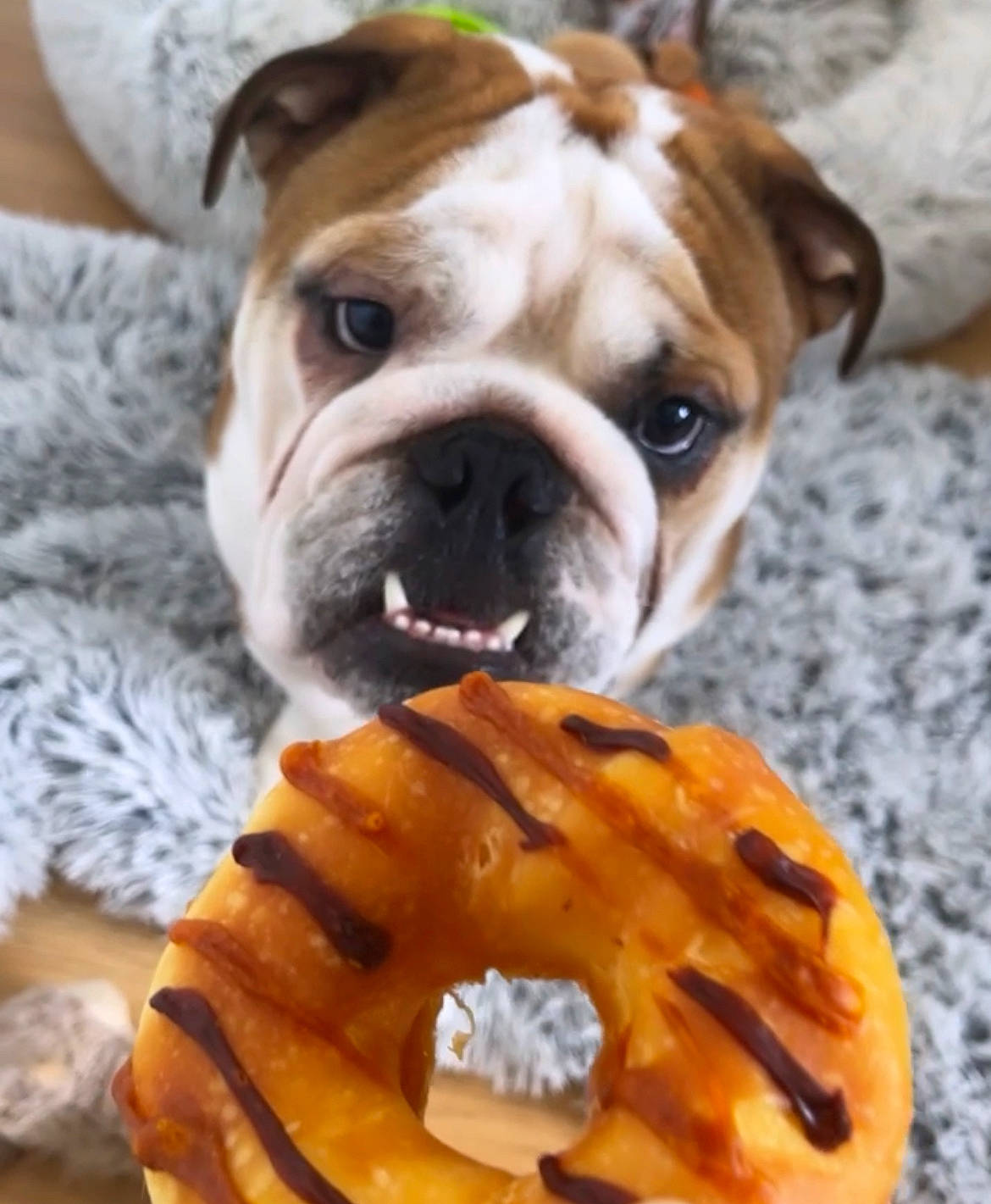 Guts participe au concours pour gagner de l'argent avec cette photo : baked_goods, bulldog, carnivore, collar, companion_dog, dessert, dog, dog_breed, dog_collar, dog_supply, fawn, food, ingredient, recipe, snout, sporting_group, whiskers, wood, working_animal, wrinkle