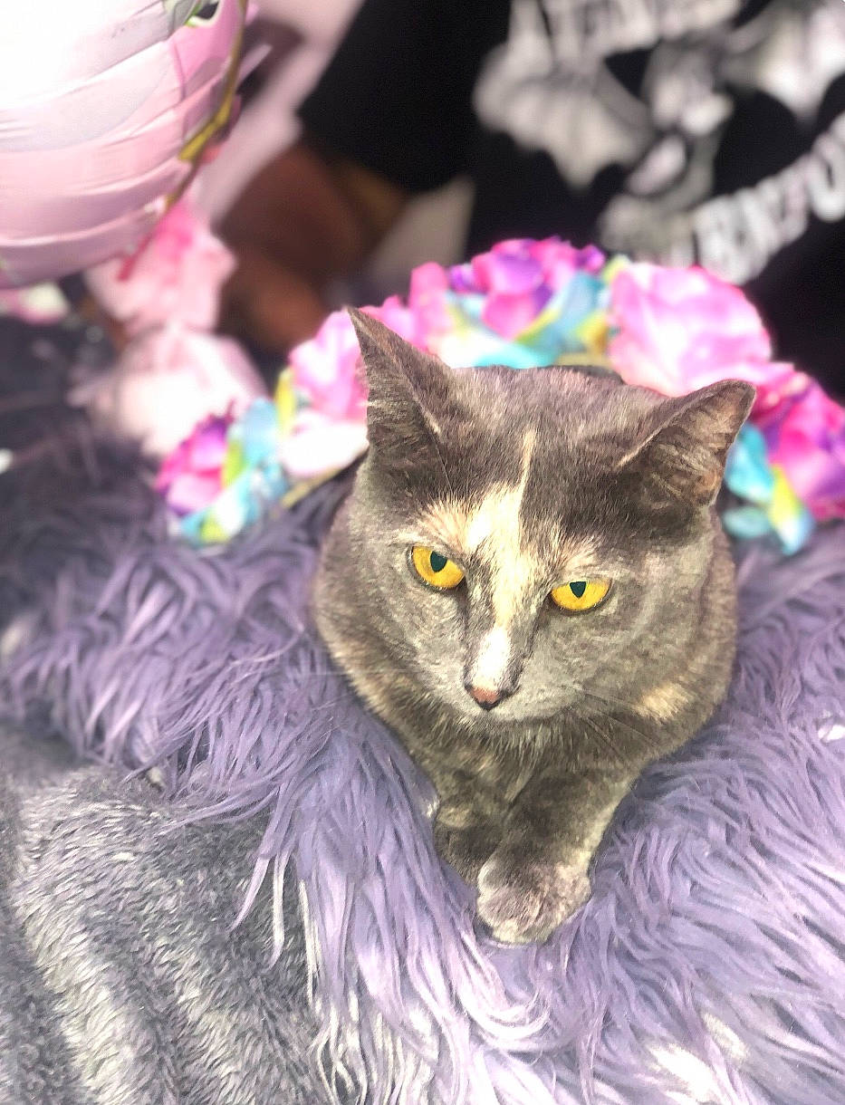 Zenna joined the competition — help win amazing prizes! asian, carnivore, cat, domestic_short_haired_cat, european_shorthair, fawn, felidae, fur, kitten, nebelung, pink, plant, small_to_medium_sized_cats, whiskers