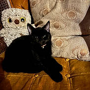 Onyx is registered to the contest to win money with this photo: animal, architecture, armchair, blackcat, building, cat, chair, couch, cushion, furniture, hardwood, homedecor, indoors, kitten, livingroom, manx, pet, room, toy, wood