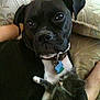 Cali is registered to the contest to win money with this photo: dog, kitten, cat, pet, animal, couch, indoor, collar, tag, fur, cute, resting, friendship, cozy, companion, black_dog, fluffy_kitten, relaxing, close_up, home