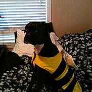 Cali is registered to the contest to win money with this photo: dog, costume, bee_costume, black_dog, bed, pillow, window, blinds, indoor, pet, animal, floral_pattern, yellow, black, wings, sitting, looking, furniture, room, cute