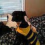 dog, costume, bee_costume, black_dog, bed, pillow, window, blinds, indoor, pet, animal, floral_pattern, yellow, black, wings, sitting, looking, furniture, room, cute