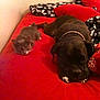 cat, dog, bed, red_bedspread, pillow, animal, pet, indoor, resting, relaxed, feline, canine, black_dog, gray_cat, collar, sleepy, cozy, companion, furniture, domestic