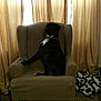 Cali joined the competition — help win amazing prizes! dog, armchair, indoor, curtains, furniture, pet, canine, black_dog, white_chest, sitting, posture, home, carpet, decor, collar, legs, wooden_legs, background, shadow, quiet