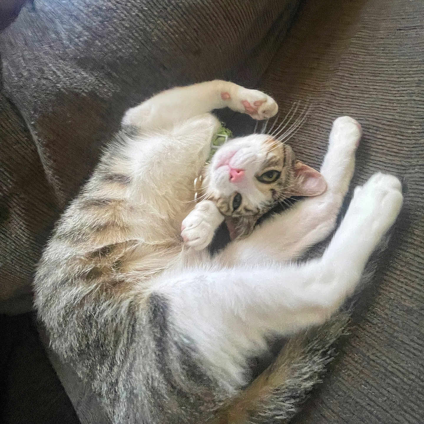 Tiger joined the competition — help win amazing prizes! animal, cat, collar, couch, cozy, cute, domestic, feline, furniture, indoor, paw, pet, relaxed, resting, sleepy, soft, tabby, tail, whiskers, white_fur