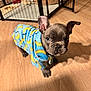 Ljuba joined the competition — help win amazing prizes! puppy, dog, french_bulldog, blue_clothing, banana_pattern, floor, wooden_floor, pet_playpen, pet_bed, indoor, looking_up, curious, young_dog, small_dog, canine, domestic_animal, animal_clothing, ears_up, shadow, home