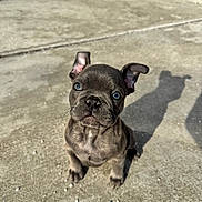 Ljuba joined the competition — help win amazing prizes! puppy, dog, blue_eyes, concrete, shadow, outdoor, sunlight, pet, cute, small, animal, fur, ears, sitting, young, adorable, looking_up, portrait, playful, companion