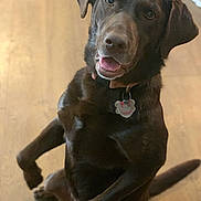 Roxy is registered to the contest to win money with this photo: animal, brown_fur, canine, chocolate_labrador, collar, companion, cute, dog, domestic, floor, friendly, happy, indoor, labrador, looking_up, mammal, pet, playful, sitting, tag