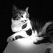 Lily joined the competition — help win amazing prizes! cat, tabby_cat, black_and_white, animal, pet, feline, fur, whiskers, portrait, relaxing, indoor, close_up, table, resting, cute, mammal, domestic_animal, laying_down, monochrome, calm