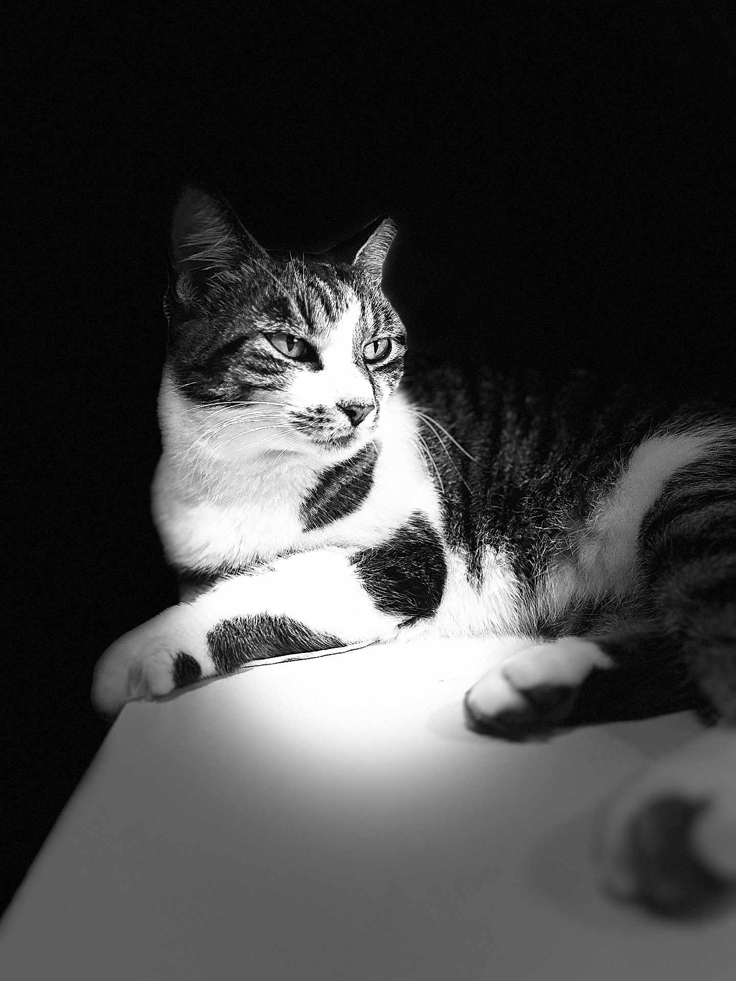 Lily