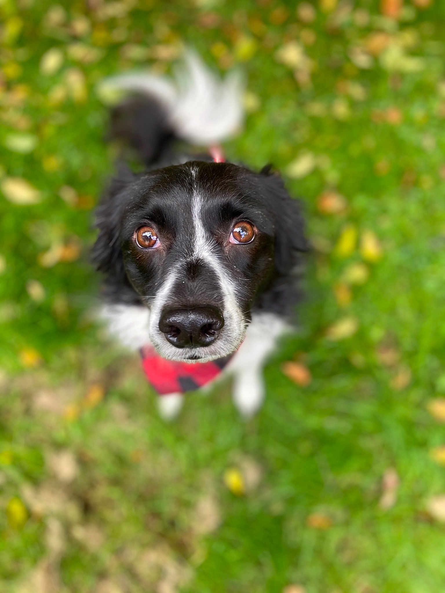 Gwen