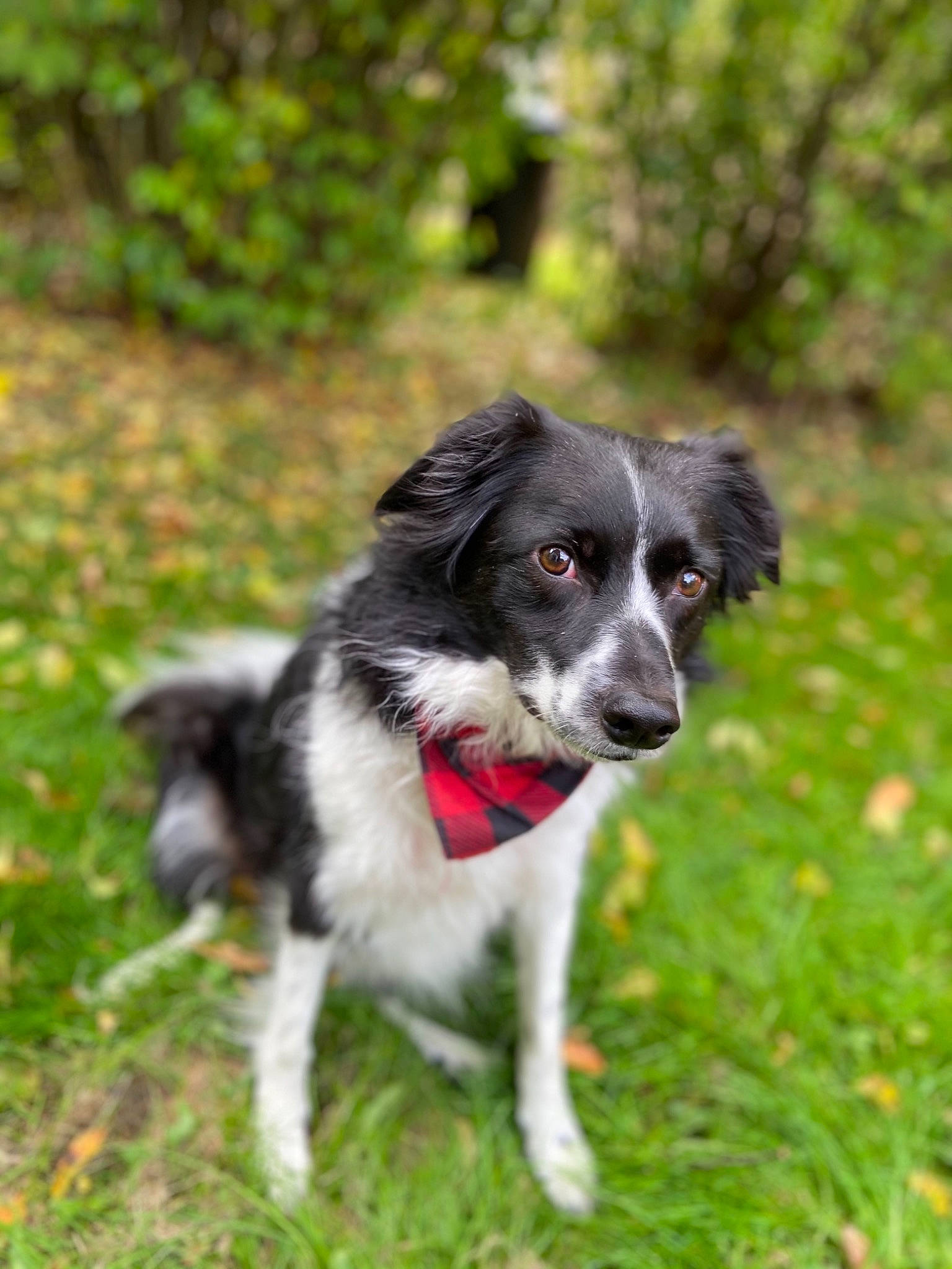 Gwen joined the competition — help win amazing prizes! australian_collie, border_collie, canidae, carnivore, companion_dog, dog, dog_breed, drentse_patrijshond, english_shepherd, herding_dog, mammal, plant, rare_breed_dog, snout, sporting_group, stabyhoun, vertebrate, welsh_sheepdog, working_dog