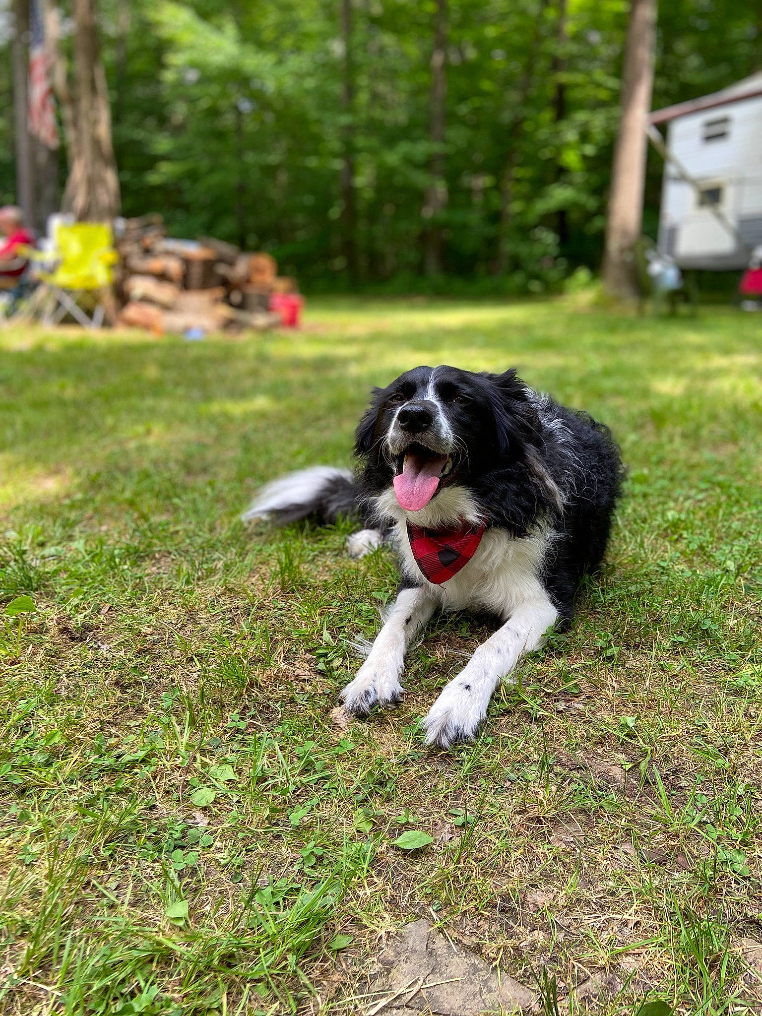 Gwen is registered to the contest to win money with this photo: border_collie, canidae, carnivore, companion_dog, dog, dog_breed, english_springer_spaniel, grass, landseer, mammal, plant, rare_breed_dog, spaniel, sporting_group, stabyhoun, vertebrate, working_dog