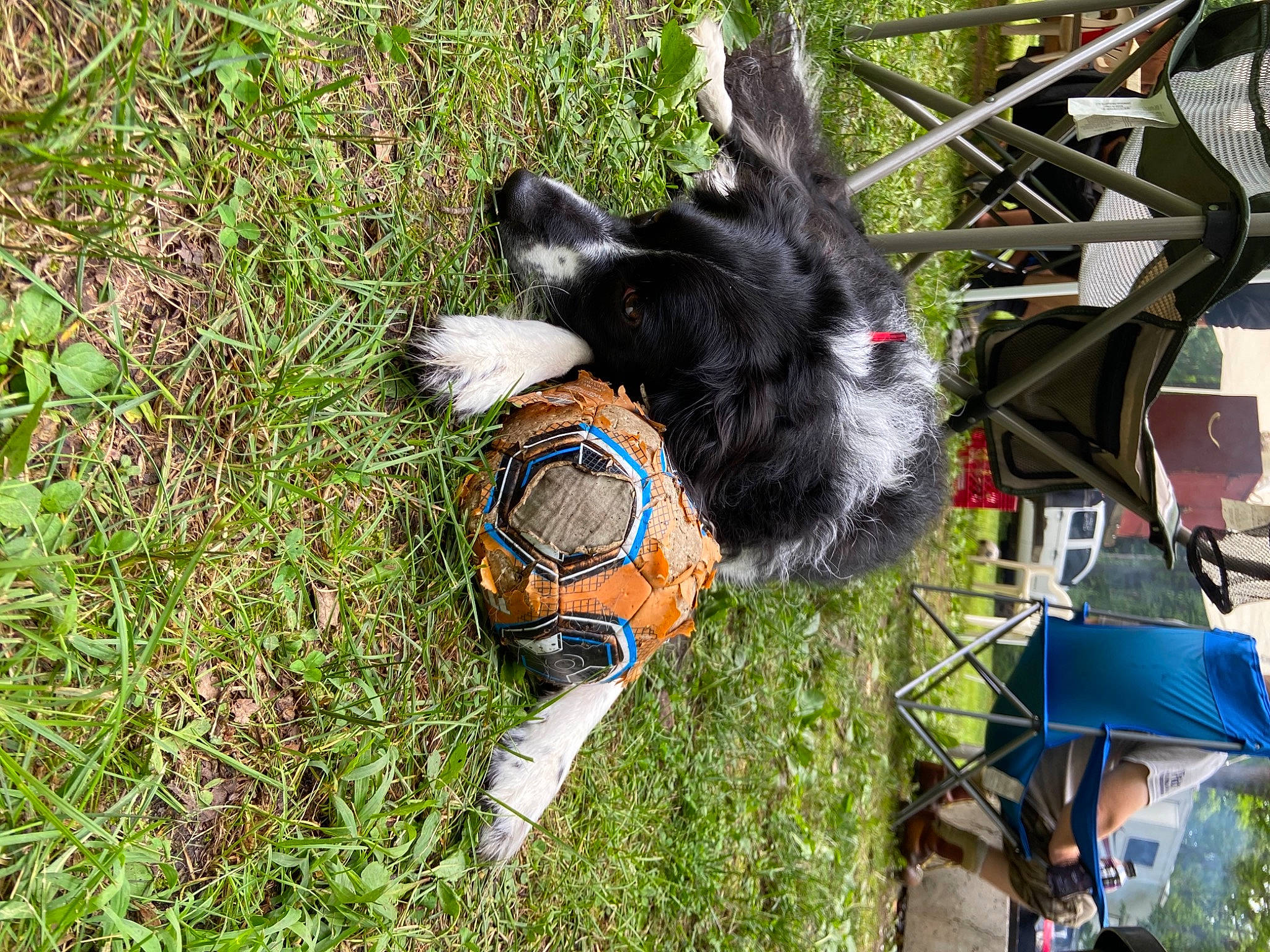 Gwen is registered to the contest to win money with this photo: canidae, carnivore, dog, dog_breed, fur, grass, plant, sporting_group, tail