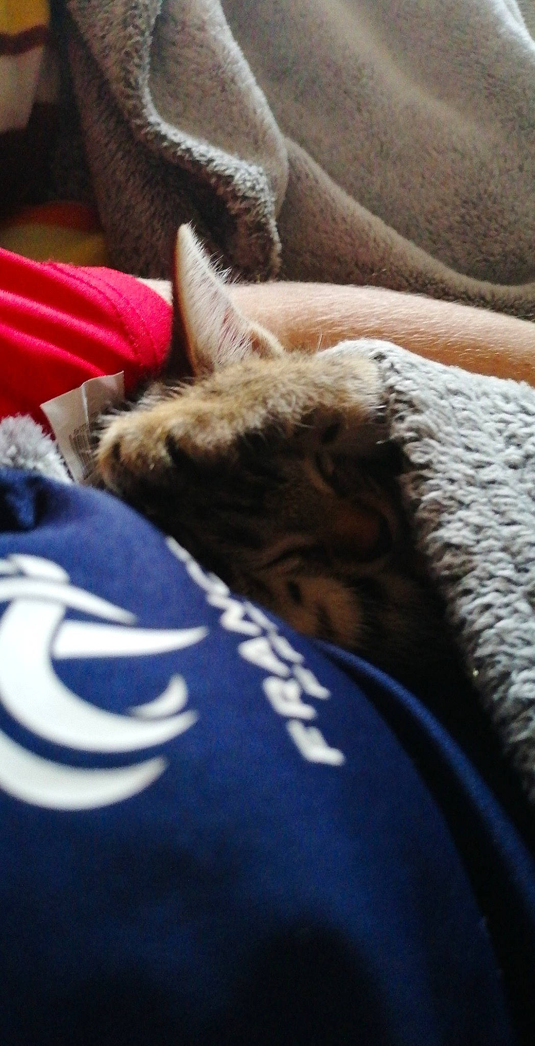 Myrtille participe au concours pour gagner de l'argent avec cette photo : canidae, carnivore, cat, comfort, domestic_short_haired_cat, electric_blue, fawn, felidae, fur, human_leg, linens, nail, small_to_medium_sized_cats, snout, sporting_group, tail, textile, thigh, whiskers, wood