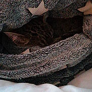 Myrtille a rejoint le concours — aidez-le/la à gagner de superbes lots ! close_up, comfort, denim, fashion_accessory, fawn, felidae, fur, grey, human_leg, linens, pattern, rock, sleeve, small_to_medium_sized_cats, tail, thigh, thread, wood, wool, woolen