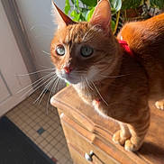 Minou a rejoint le concours — aidez-le/la à gagner de superbes lots ! cat, orange_tabby, blue_eyes, whiskers, wooden_dresser, plant, green_leaves, indoor, natural_light, floor_tiles, door, pet, fur, alert, closeup, animal, domestic_cat, feline, curious, standing