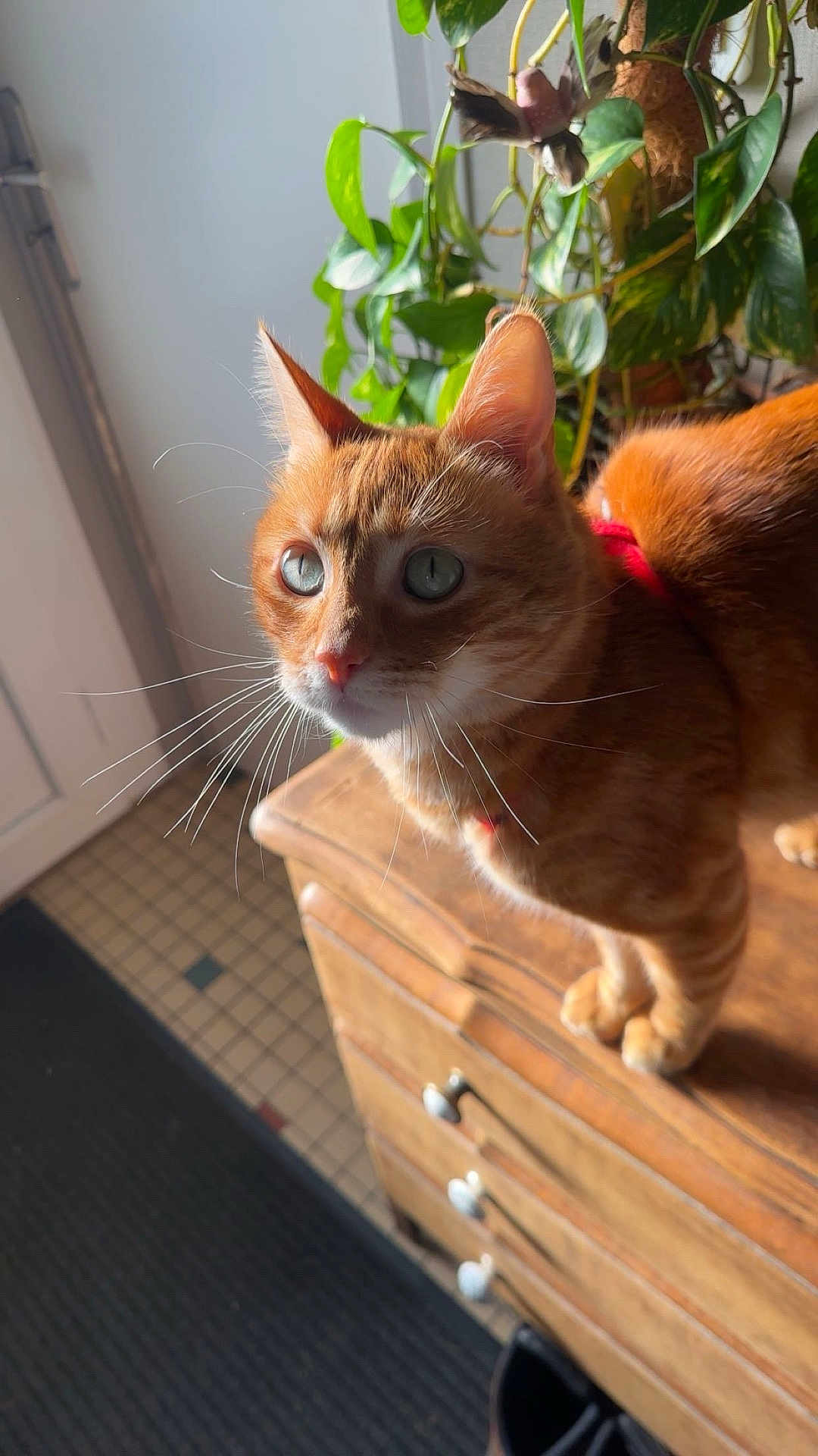 Minou a rejoint le concours — aidez-le/la à gagner de superbes lots ! cat, orange_tabby, blue_eyes, whiskers, wooden_dresser, plant, green_leaves, indoor, natural_light, floor_tiles, door, pet, fur, alert, closeup, animal, domestic_cat, feline, curious, standing