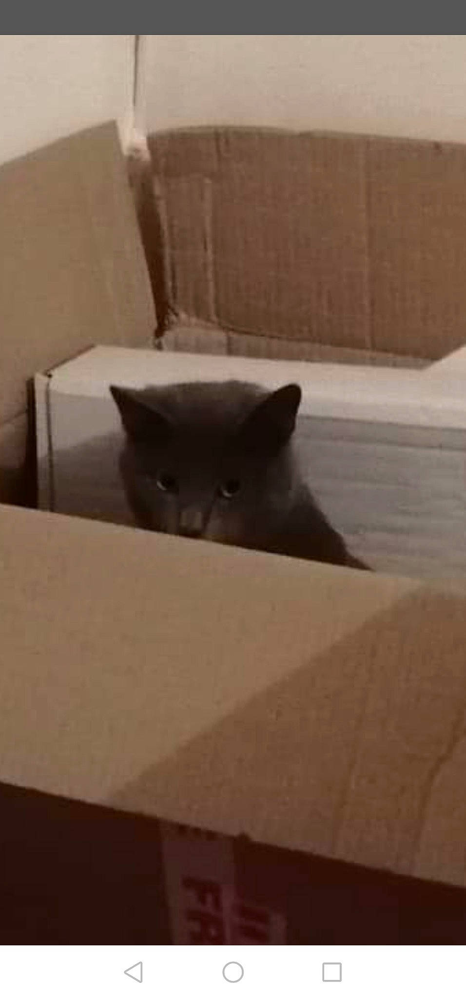 Minouche participe au concours pour gagner de l'argent avec cette photo : black_cat, box, british_shorthair, burmese, cardboard, carnivore, cat, chartreux, domestic_short_haired_cat, felidae, floor, kitten, korat, russian_blue, sand, small_to_medium_sized_cats, snout, tail, whiskers, wood