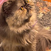 Bella joined the competition — help win amazing prizes! cat, fluffy, long_hair, pet, indoor, curious, yellow_eyes, sitting, rug, cozy, fur, animal, mammal, domestic_cat, whiskers, closeup, cute, feline, looking_up, floor