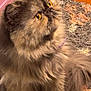 cat, fluffy, long_hair, pet, indoor, curious, yellow_eyes, sitting, rug, cozy, fur, animal, mammal, domestic_cat, whiskers, closeup, cute, feline, looking_up, floor