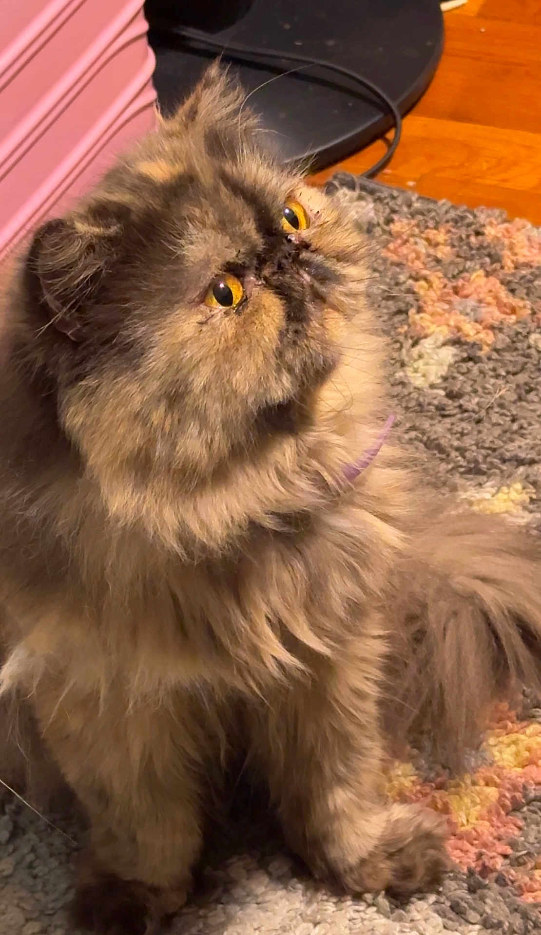 Bella