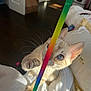 cat, kitten, blue_eyes, whiskers, paw, playing, toy, rainbow, bed, blanket, sunlight, indoor, close_up, fur, ears, curious, pet, human_hand, bedroom, soft_texture