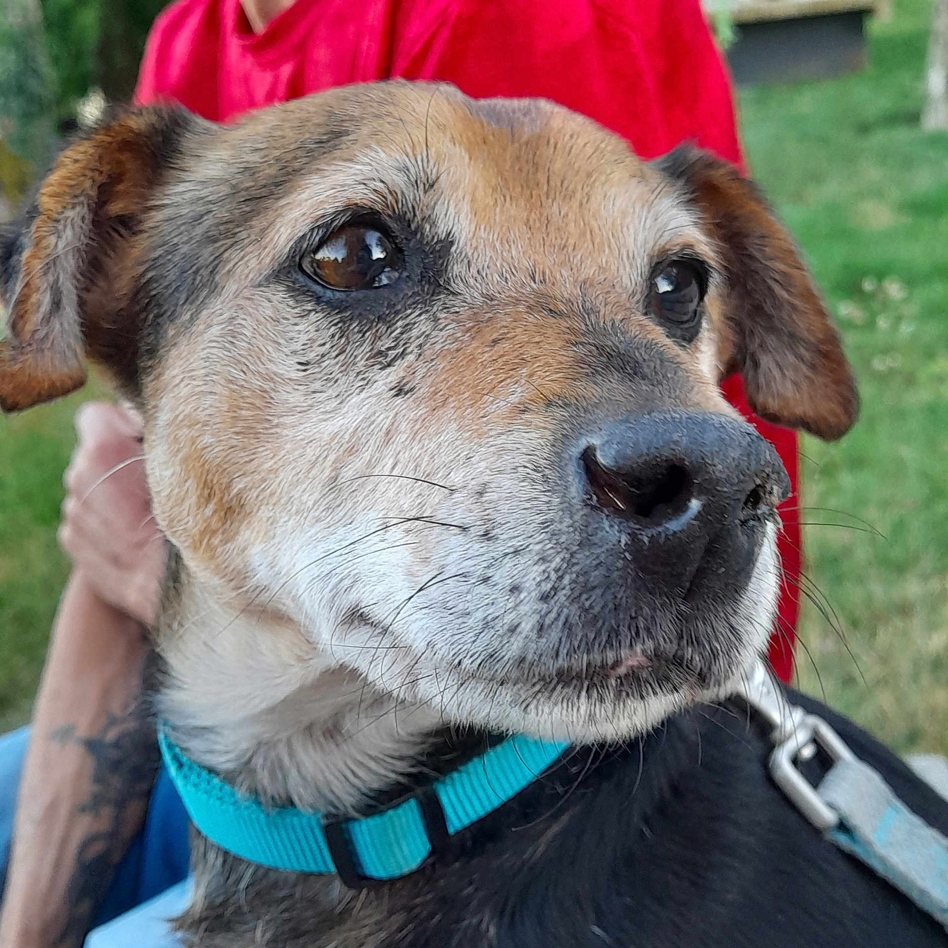 Leo participe au concours pour gagner de l'argent avec cette photo : animal, black_fur, brown_fur, calm, canine, close_up, collar, dog, ears, fur, grass, leash, outdoor, person, pet, portrait, red_shirt, snout, whiskers, white_fur