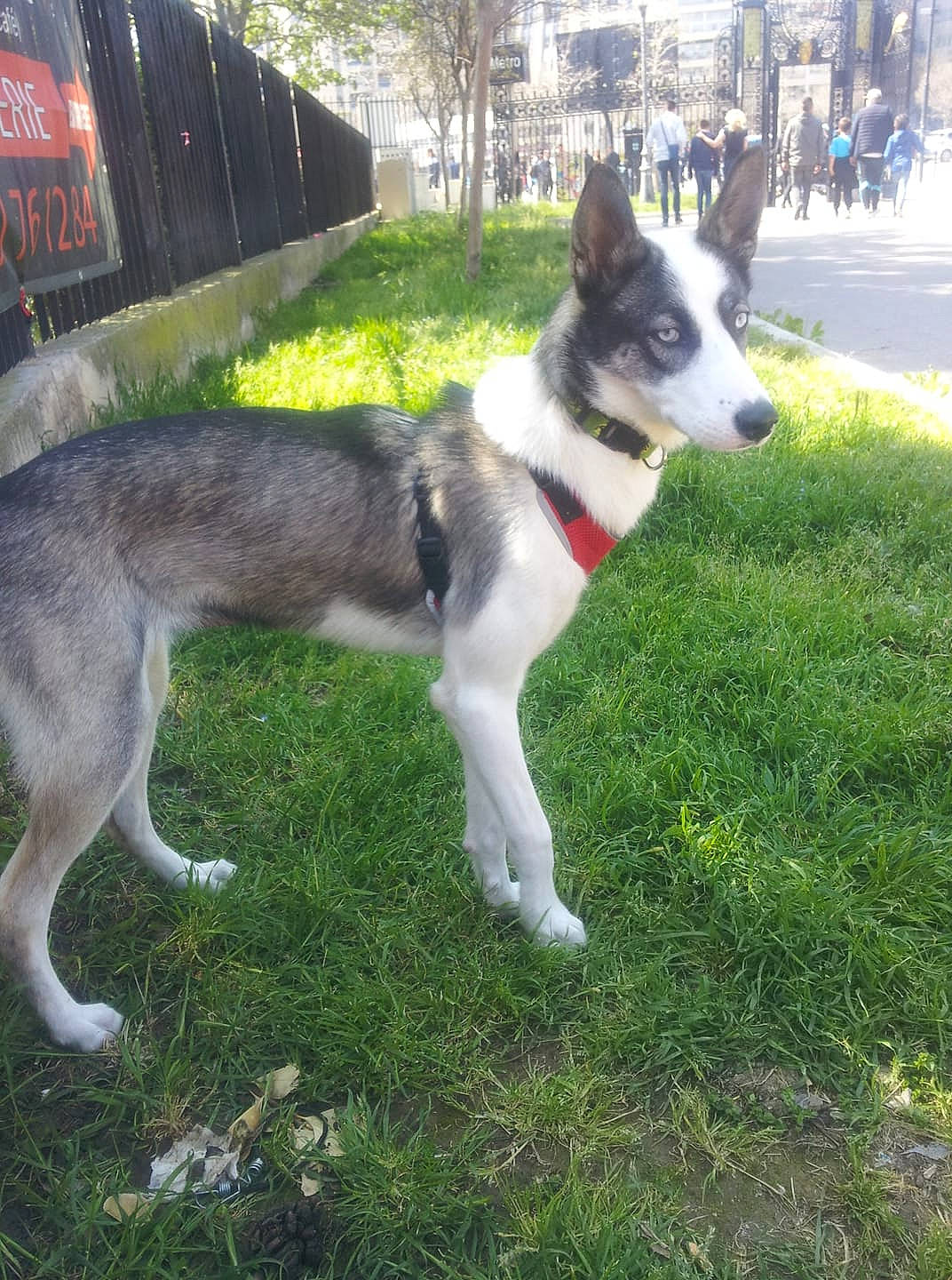 Lucky participe au concours pour gagner de l'argent avec cette photo : canidae, carnivore, dog, dog_breed, east_siberian_laika, laika, mammal, native_american_indian_dog, northern_inuit_dog, rare_breed_dog, seppala_siberian_sleddog, siberian_husky, sled_dog, snout, tail, tamaskan_dog, vertebrate, west_siberian_laika, wolfdog, working_dog
