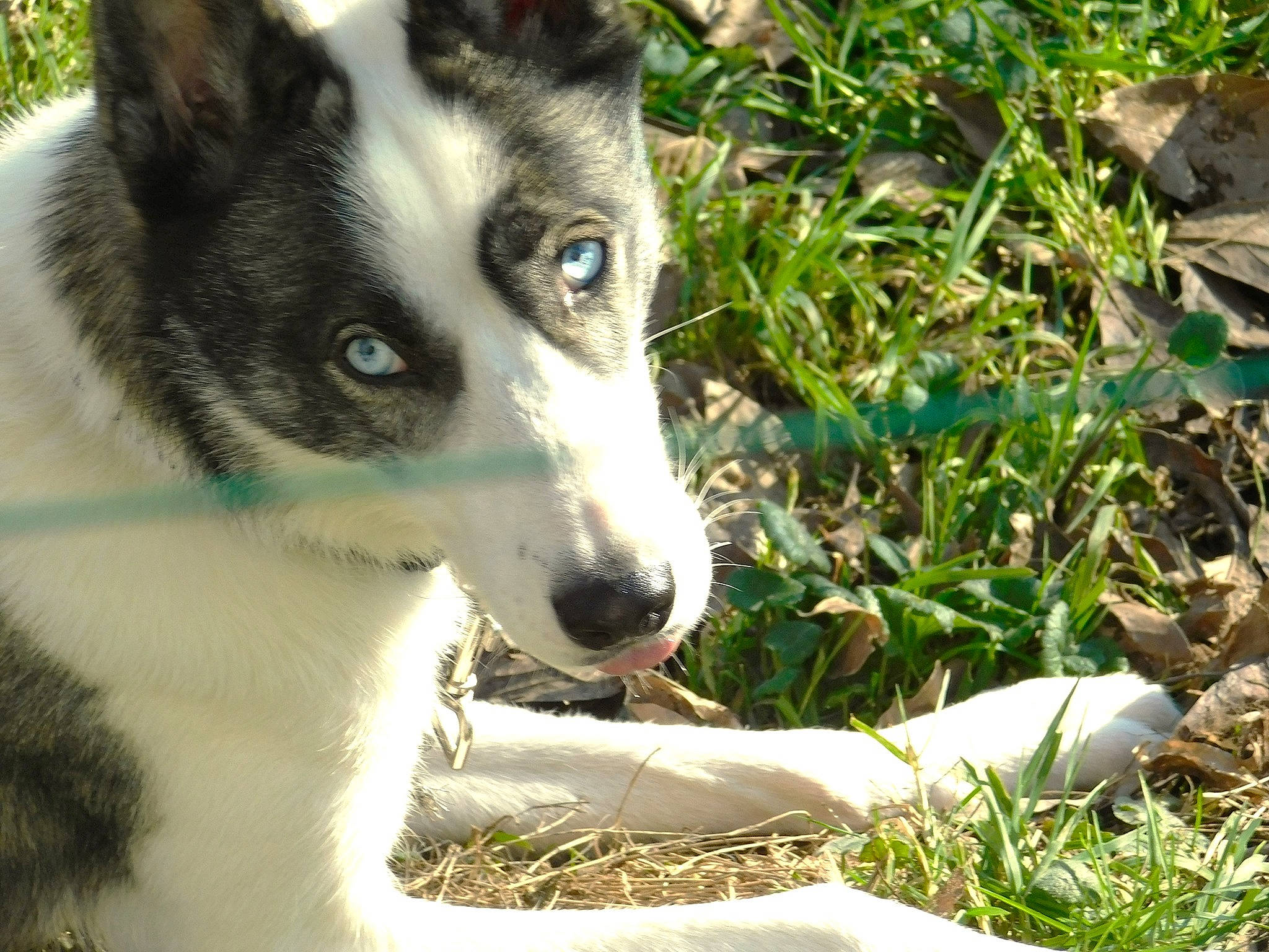 Lucky participe au concours pour gagner de l'argent avec cette photo : canadian_eskimo_dog, canidae, carnivore, dog, dog_breed, east_siberian_laika, grass, mammal, native_american_indian_dog, rare_breed_dog, sakhalin_husky, seppala_siberian_sleddog, siberian_husky, snout, sporting_group, vertebrate, whiskers